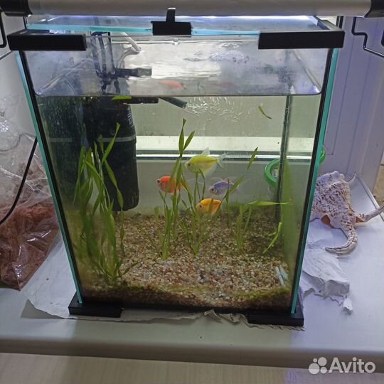 Аквариум на 20 литров