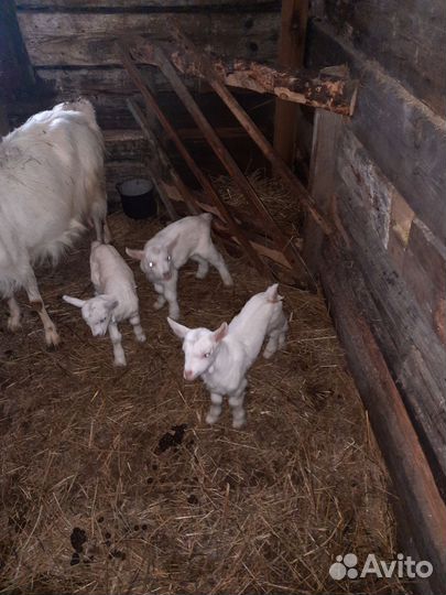 Козлята, козы