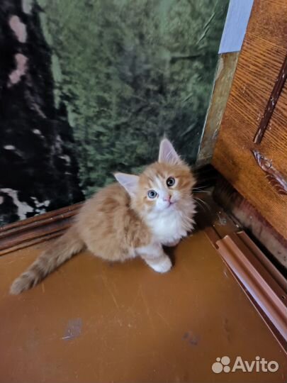 Кошка в дар