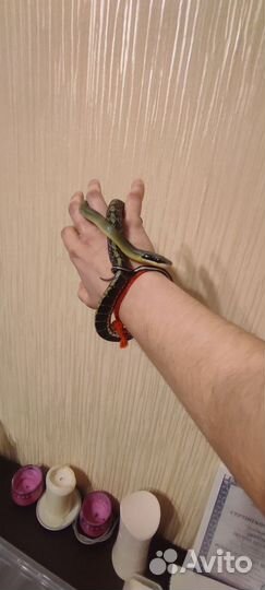 Продам полоза
