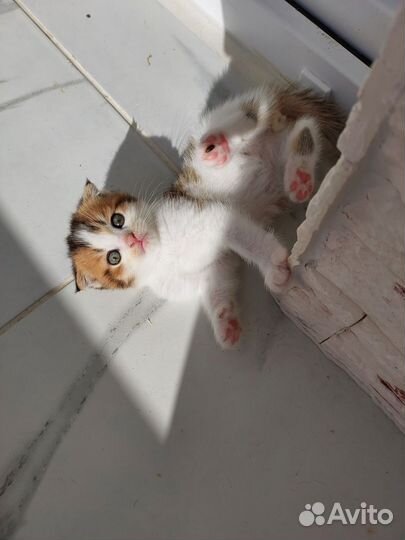 Шотландские котята