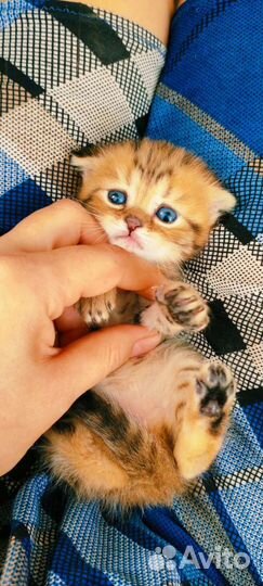 Шотландские озорники