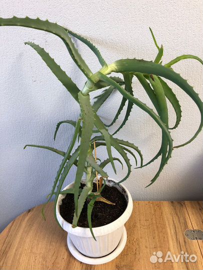 Алоэ лечебный