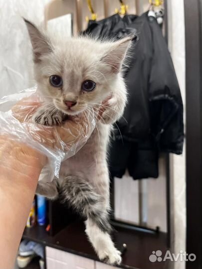 Котёнок в добрые руки (девочка голубоглазая)