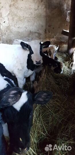 Телята, тёлочки