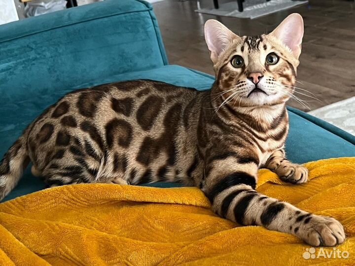 Бенгальский кот вязка