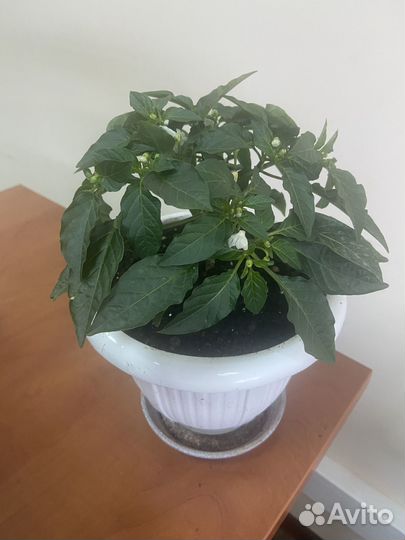 Комнатные цветы в хорошие руки