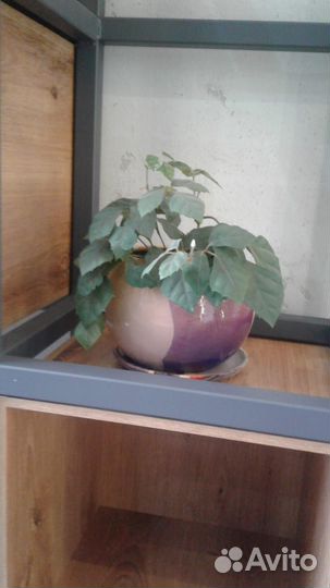 Комнатные растения цветы