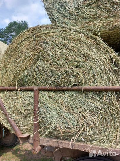Сено в рулонах