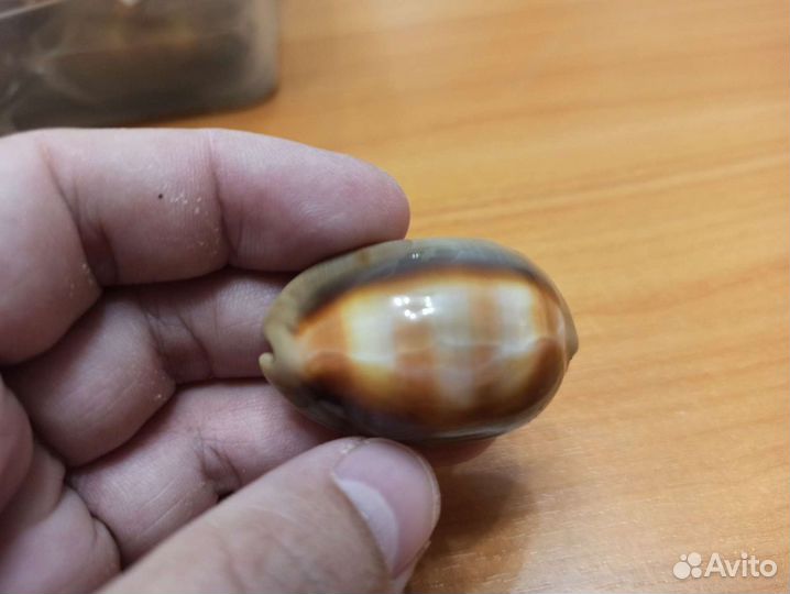 Морская раковина