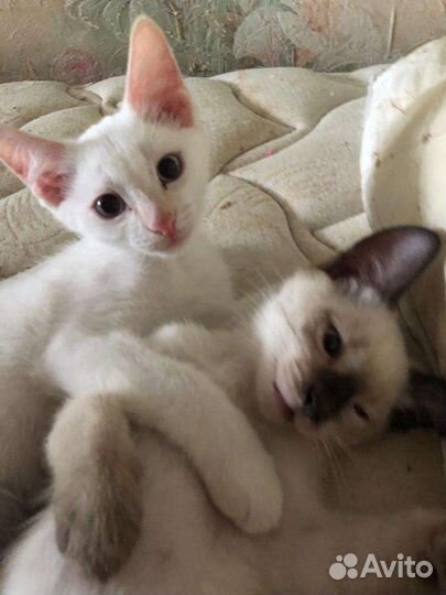 Котята бесплатно