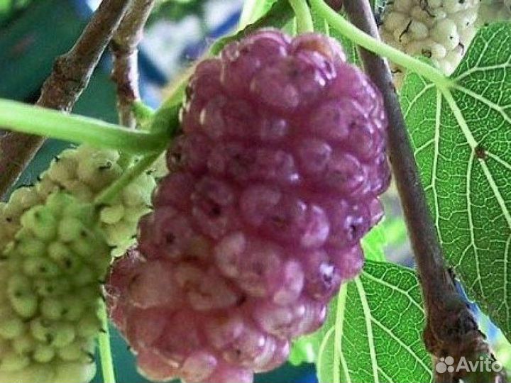 Шелковица 4 вида (саженцы)