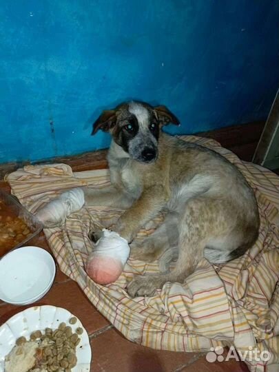 Собака в добрые руки