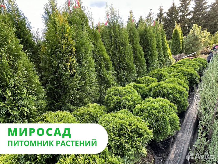 Туя западная 