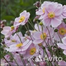 Садовый многолетник-анемона японская Осенний шарм