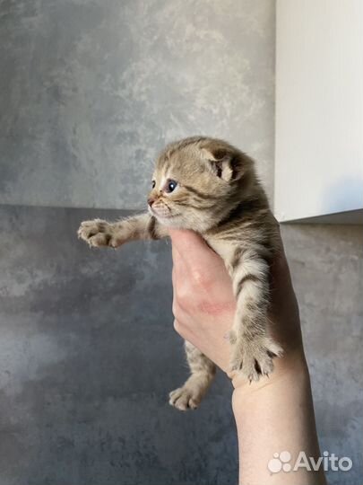Шотландские котята