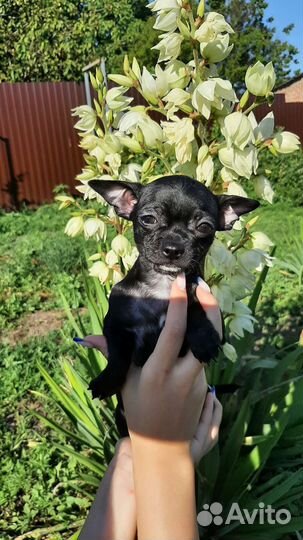 Щенки чихуахуа