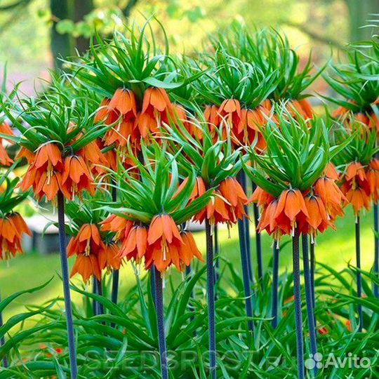 Рябчик императорский