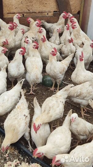 Молодые петушки