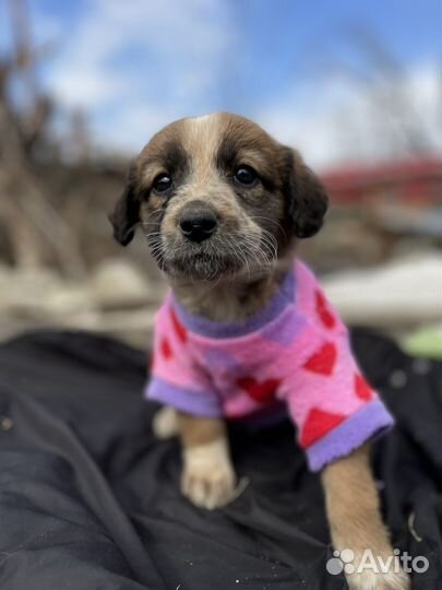 Щенок бесплатно