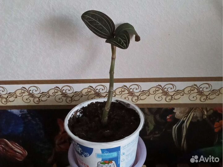 Драгоценная орхидея Лудизия Дисколор