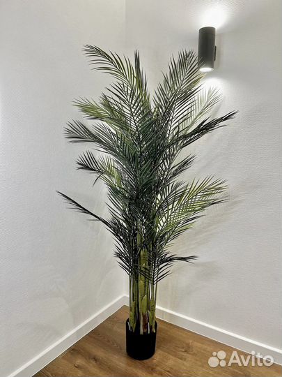 Озеленение помещений / деревья / фитокартины