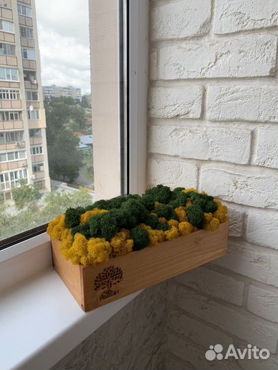 Мох ягель в коробочке 30х15