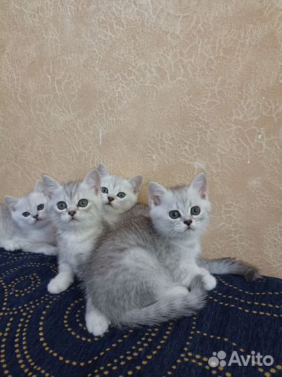 Шотландские котята (мальчики)