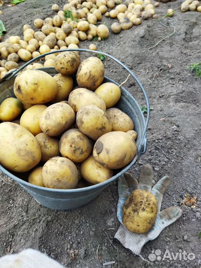 Семенной картофель гала