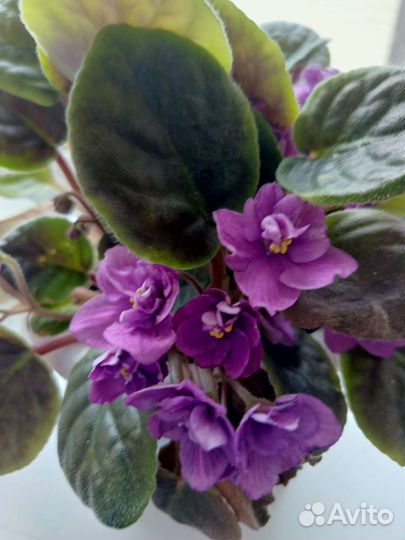 Фиалка в горшках