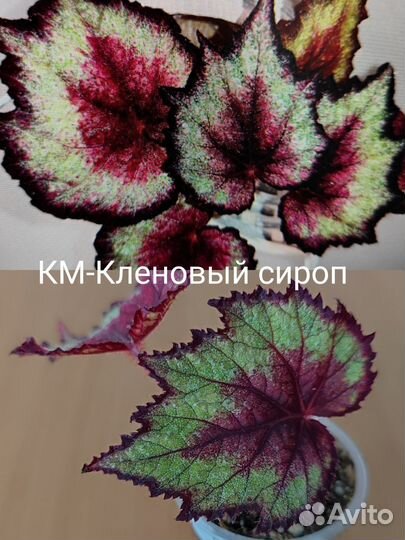 Бегонии км, часть 2