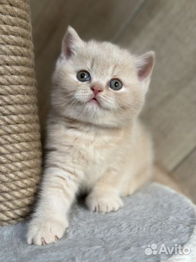 Британский кремовый котенок
