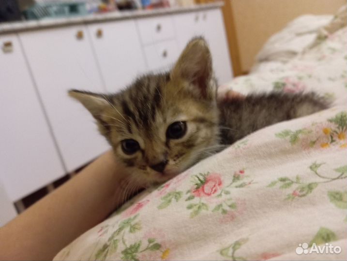 Кошка в дар бесплатно