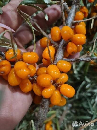 Облепиха саженцы сорт великан