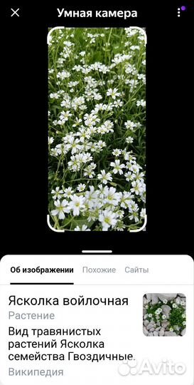 Ясколка почвопокровная