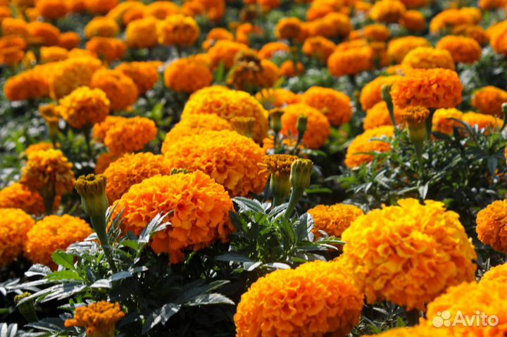 Рассада цветов