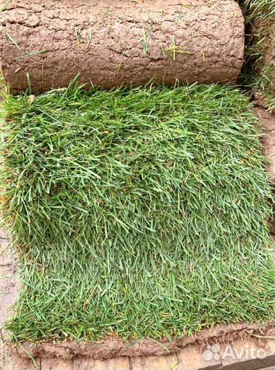 Рулонный газон 