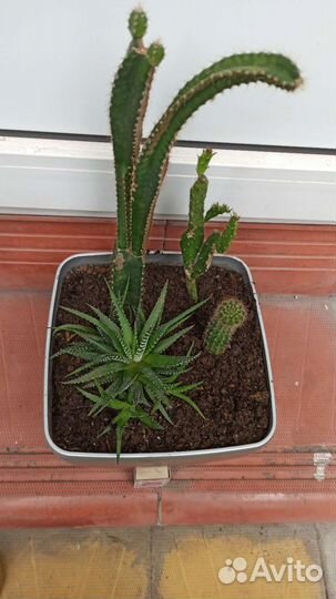 Кактусы и сукуленты