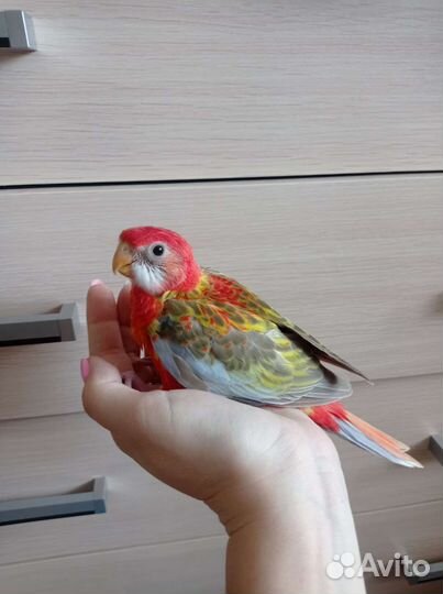 Птенцы розеллы