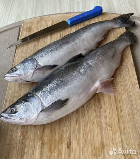 Горбуша с икрой вылов 2023