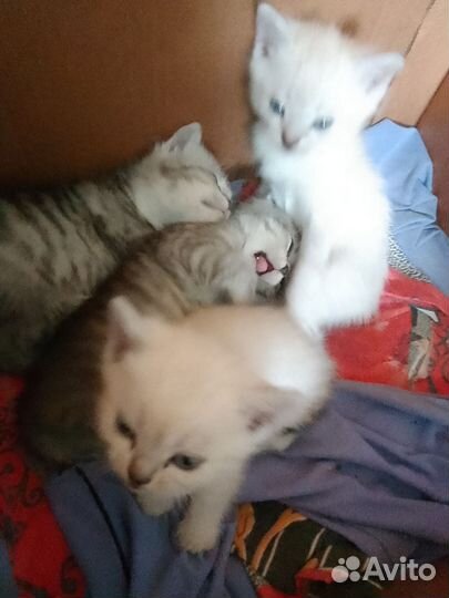 Серебристый Шиншин