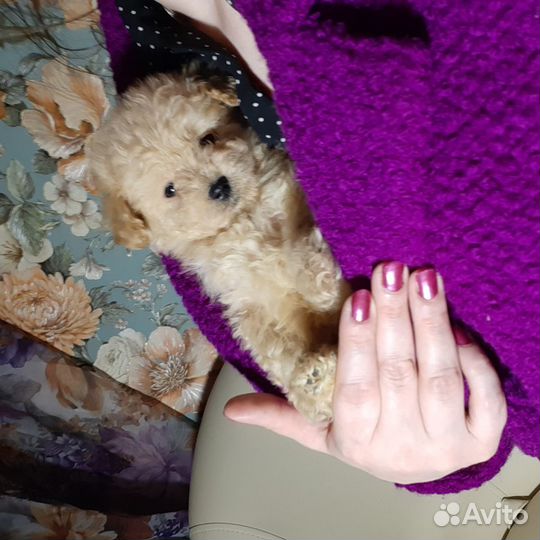 Мальтипу пудели мини микро все окрасы москвичи