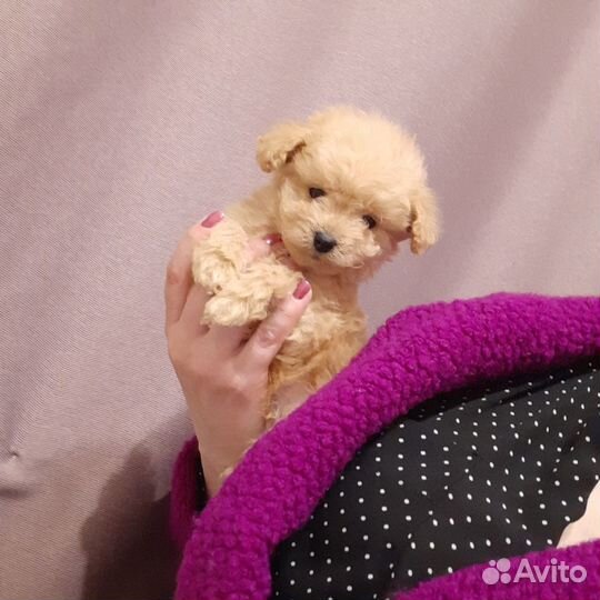 Мальтипу ф1 трй тикап москва