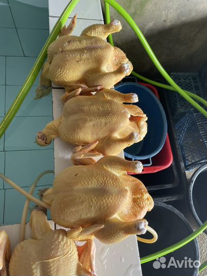 Куры бройлеры тушки мясо