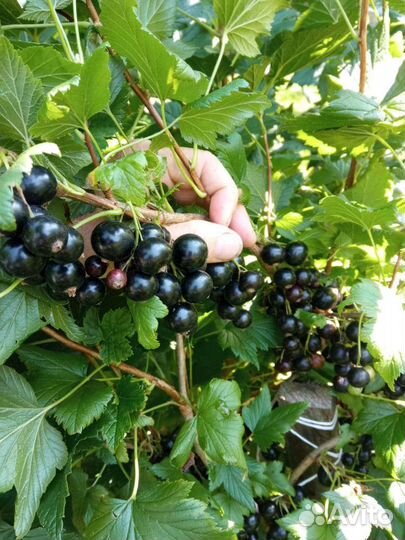 Саженцы черной смородины