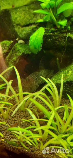 Аквариумные рыбы