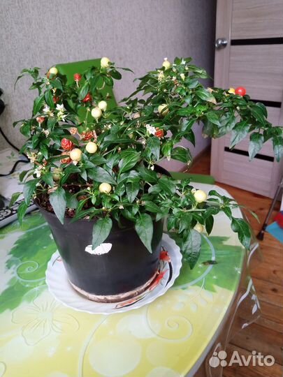 Перец острый