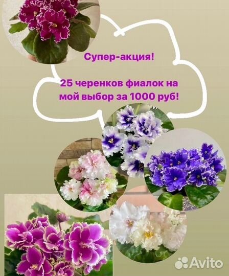 Узамбарские фиалки