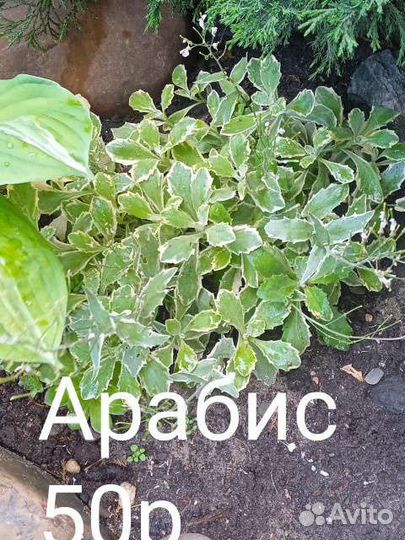 Почвопокровные растения