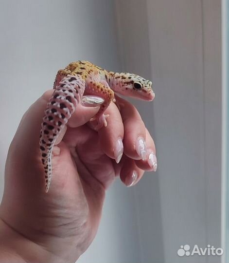 Пятнистый эублефар, леопардовый геккон, самец
